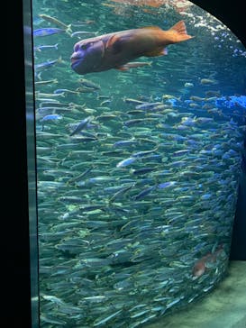 サンシャイン水族館に投稿された画像（2020/8/29）