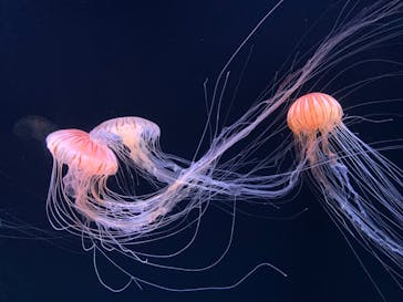 サンシャイン水族館に投稿された画像（2020/8/29）