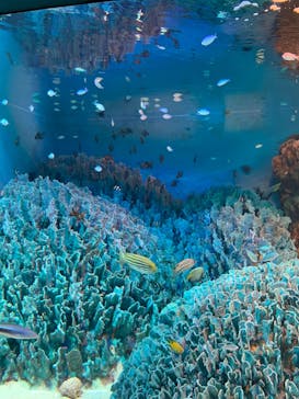 サンシャイン水族館に投稿された画像（2020/8/29）