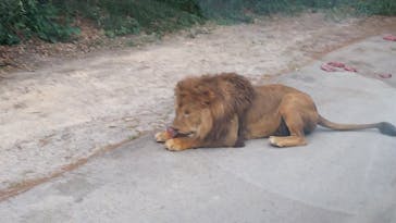 群馬サファリパークに投稿された画像（2020/8/29）