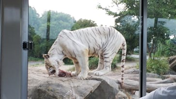 群馬サファリパークに投稿された画像（2020/8/29）