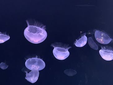 サンシャイン水族館に投稿された画像（2020/8/29）