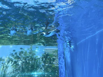 サンシャイン水族館に投稿された画像（2020/8/29）
