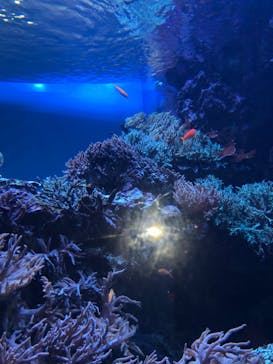 サンシャイン水族館に投稿された画像（2020/8/29）