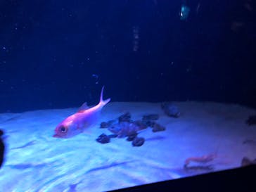 サンシャイン水族館に投稿された画像（2020/8/29）