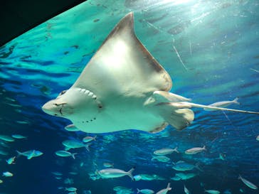サンシャイン水族館に投稿された画像（2020/8/29）