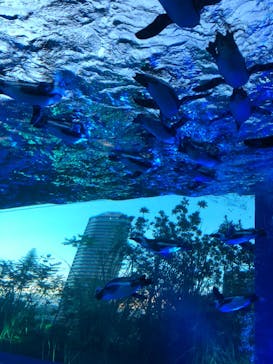 サンシャイン水族館に投稿された画像（2020/8/29）