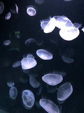 サンシャイン水族館に投稿された画像（2020/8/29）