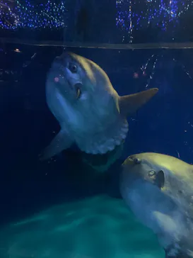アクアワールド茨城県大洗水族館に投稿された画像（2020/8/29）