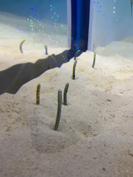 アクアワールド茨城県大洗水族館に投稿された画像（2020/8/29）