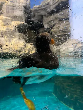 アクアワールド茨城県大洗水族館に投稿された画像（2020/8/29）
