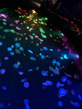 すみだ水族館に投稿された画像（2020/8/29）