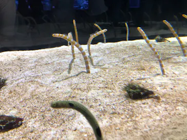 すみだ水族館に投稿された画像（2020/8/29）