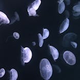 サンシャイン水族館に投稿された画像（2020/8/29）