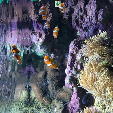 サンシャイン水族館に投稿された画像（2020/8/29）