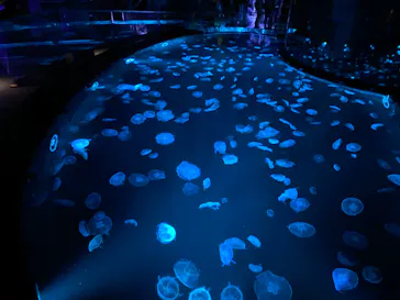 すみだ水族館に投稿された画像（2020/8/29）