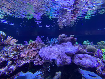 すみだ水族館に投稿された画像（2020/8/29）