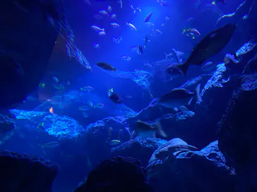 すみだ水族館に投稿された画像（2020/8/29）