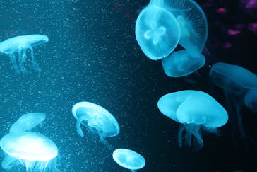 京都水族館に投稿された画像（2020/8/29）