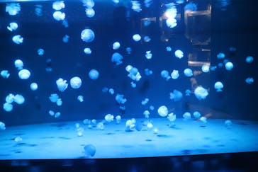 京都水族館に投稿された画像（2020/8/29）