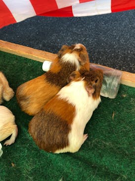 としまえんに投稿された画像（2020/8/29）