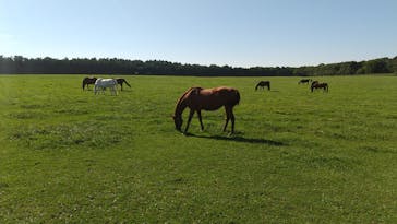 ノーザンホースパークに投稿された画像（2020/8/29）