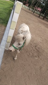 ノーザンホースパークに投稿された画像（2020/8/29）