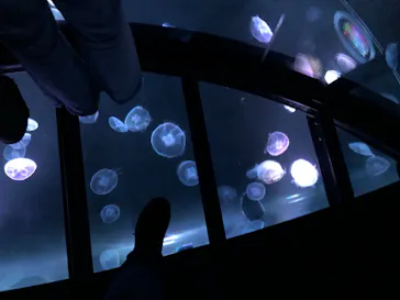 すみだ水族館に投稿された画像（2020/8/29）