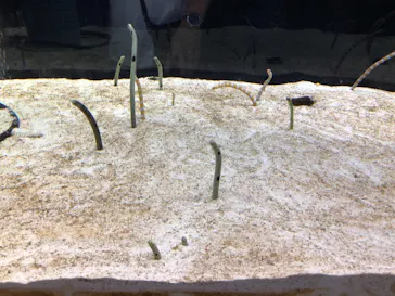 すみだ水族館に投稿された画像（2020/8/29）