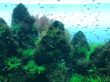 すみだ水族館に投稿された画像（2020/8/29）