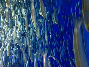 アクアワールド茨城県大洗水族館に投稿された画像（2020/8/29）