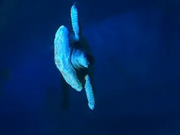 アクアワールド茨城県大洗水族館に投稿された画像（2020/8/29）