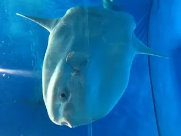 アクアワールド茨城県大洗水族館に投稿された画像（2020/8/29）
