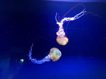 すみだ水族館に投稿された画像（2020/8/29）