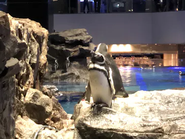 すみだ水族館に投稿された画像（2020/8/29）