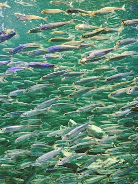 サンシャイン水族館に投稿された画像（2020/8/30）