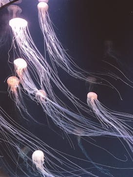 サンシャイン水族館に投稿された画像（2020/8/30）