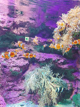 サンシャイン水族館に投稿された画像（2020/8/30）