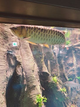 サンシャイン水族館に投稿された画像（2020/8/30）