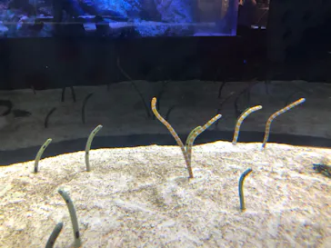 すみだ水族館に投稿された画像（2020/8/30）