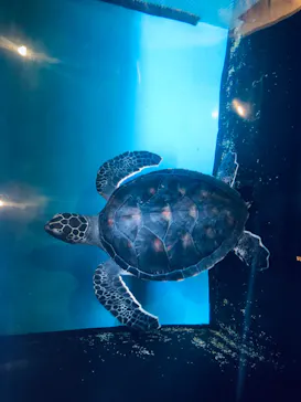 すみだ水族館に投稿された画像（2020/8/30）