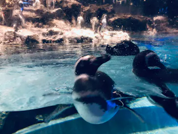 すみだ水族館に投稿された画像（2020/8/30）