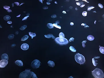 すみだ水族館に投稿された画像（2020/8/30）