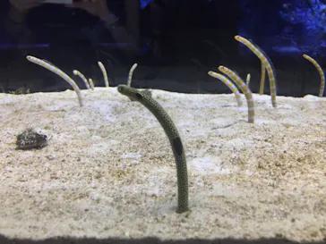 すみだ水族館に投稿された画像（2020/8/30）