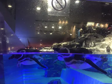 すみだ水族館に投稿された画像（2020/8/30）