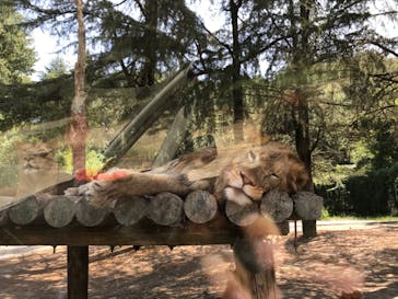 群馬サファリパークに投稿された画像（2020/8/30）