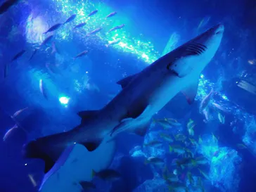 すみだ水族館に投稿された画像（2020/8/30）