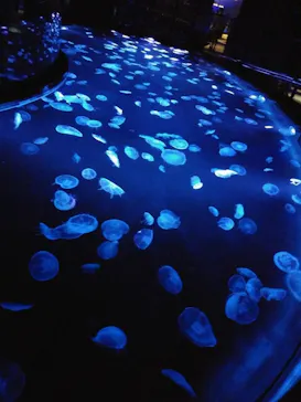 すみだ水族館に投稿された画像（2020/8/30）