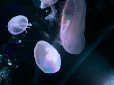 京都水族館に投稿された画像（2020/8/30）