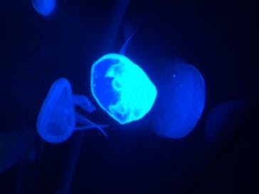 京都水族館に投稿された画像（2020/8/30）